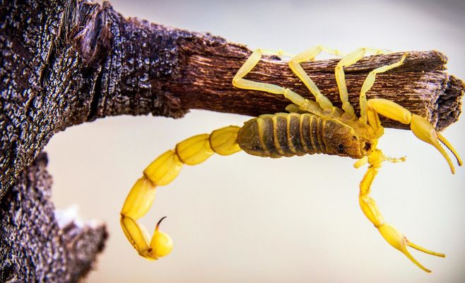 Tourist bitten by deadly scorpion hiding in her jacket at Düsseldorf Airport