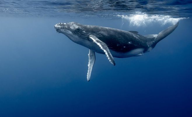 German Museum Staff Still Receiving Threats Over Timmy the Whale Saga