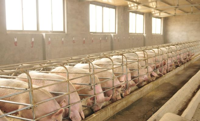 Prague-style suburb near Ostrava: new residents protest plans to revive a pig farm