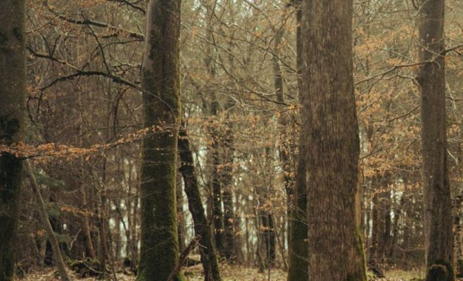 Lány Game Reserve: at President Pavel's request, Czechs are occasionally let into the president's private forest