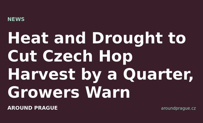 Heat and Drought to Cut Czech Hop Harvest by a Quarter, Growers Warn