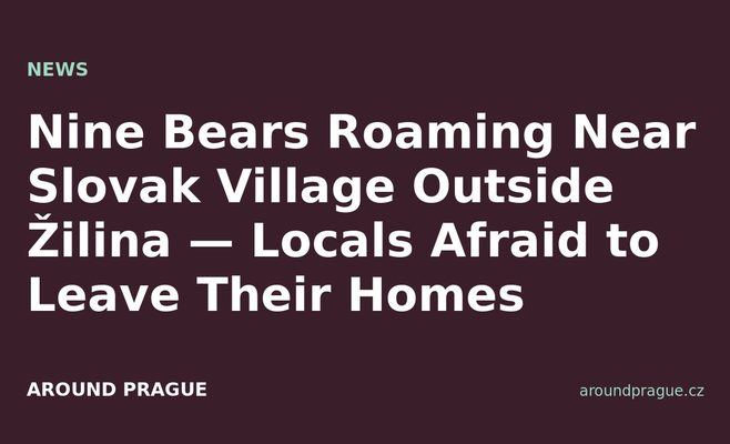 Nine Bears Roaming Near Slovak Village Outside Žilina — Locals Afraid to Leave Their Homes