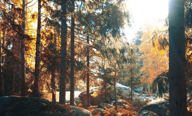 Mustard Gas Has Been Leaking Into the Soil in Šumava for Three Years