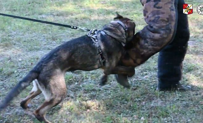 Служебный пёс Алик выследил беглеца через лес и реку во Фридланте
