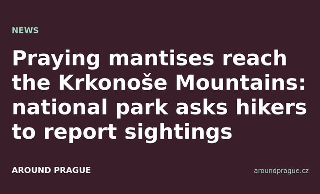 Praying mantises reach the Krkonoše Mountains: national park asks hikers to report sightings