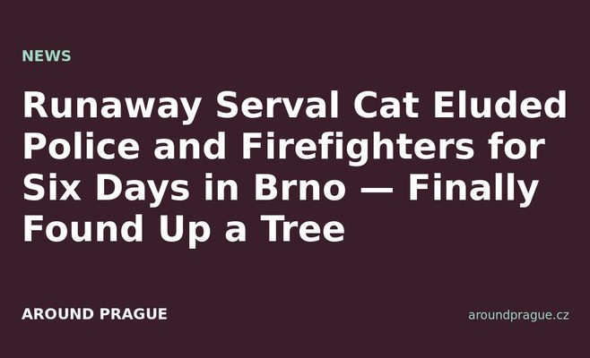 Runaway Serval Cat Eluded Police and Firefighters for Six Days in Brno — Finally Found Up a Tree