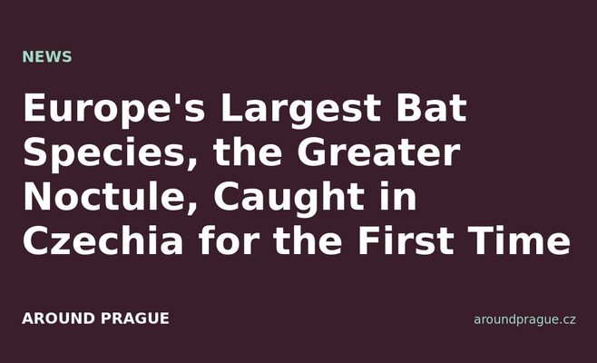 Europe's Largest Bat Species, the Greater Noctule, Caught in Czechia for the First Time