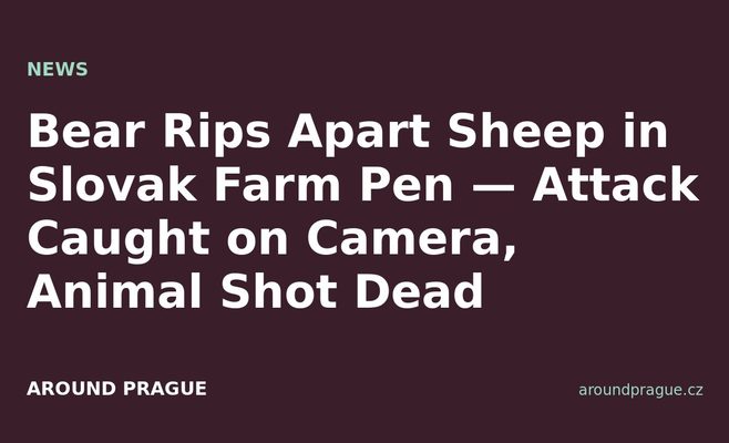 Bear Rips Apart Sheep in Slovak Farm Pen — Attack Caught on Camera, Animal Shot Dead