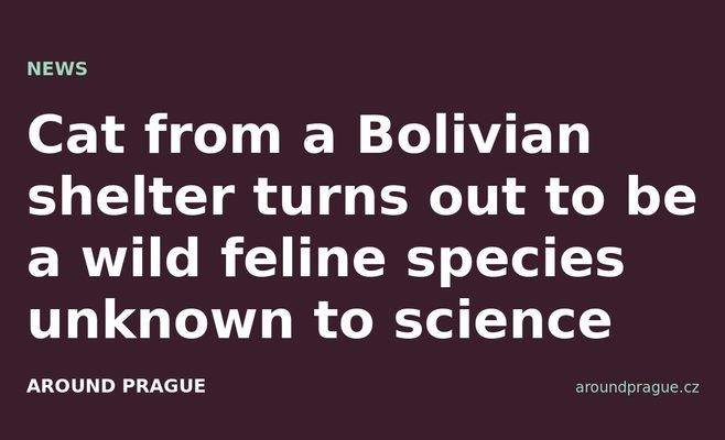Cat from a Bolivian shelter turns out to be a wild feline species unknown to science