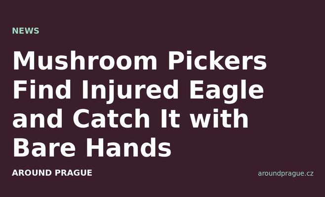 Mushroom Pickers Find Injured Eagle and Catch It with Bare Hands