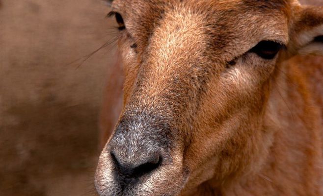 Дика рись Лучка виростила трьох кошенят у передгір'ї Шумави та регулярно перепливає Влтаву