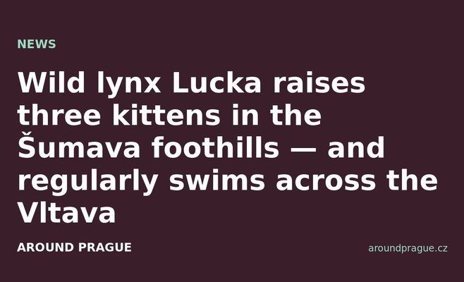 Wild lynx Lucka raises three kittens in the Šumava foothills — and regularly swims across the Vltava
