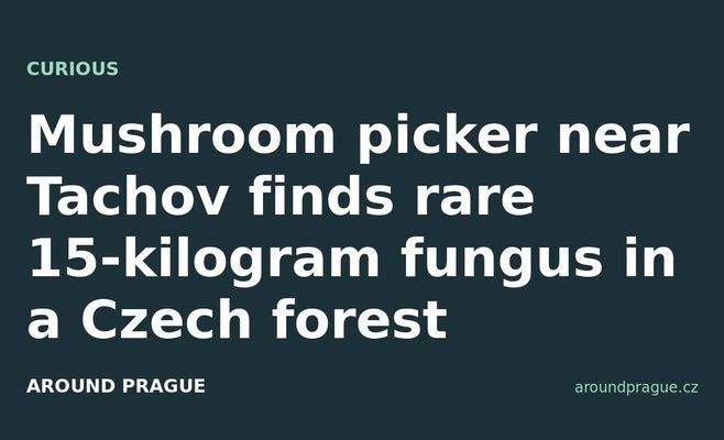 Mushroom picker near Tachov finds rare 15-kilogram fungus in a Czech forest