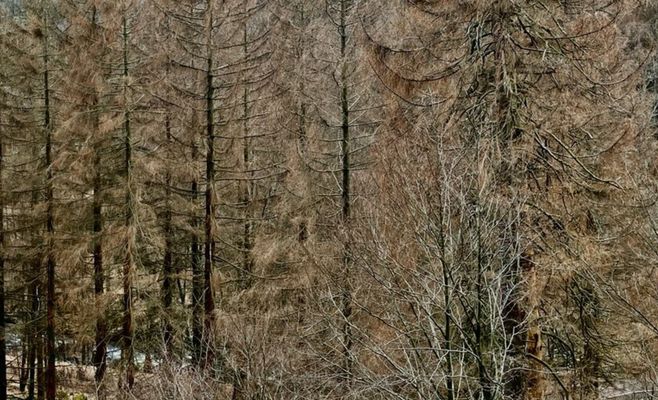 В Крконоше ждут рост численности короеда из-за засухи в следующем году