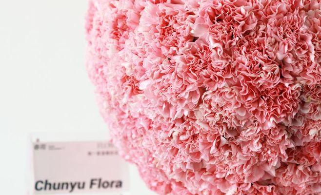 Осенняя Flora Оломоуц откроется сегодня: главной темой станут «Дары нашей земли»