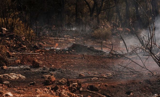 Indonesia's Wildfires Leave Orangutans Injured as Burned Area Grows