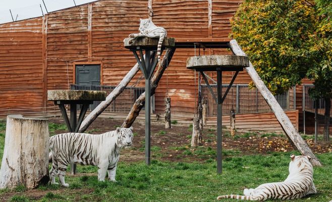 В британском зоопарке тигр убил мужчину, проникшего в вольер