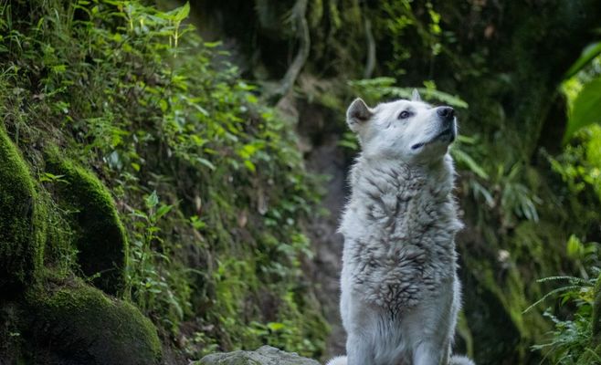 At least 43 wolves lived in Šumava and the Bavarian Forest last year