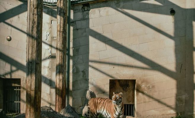 У британському зоопарку тигр убив чоловіка, який заліз у вольєр