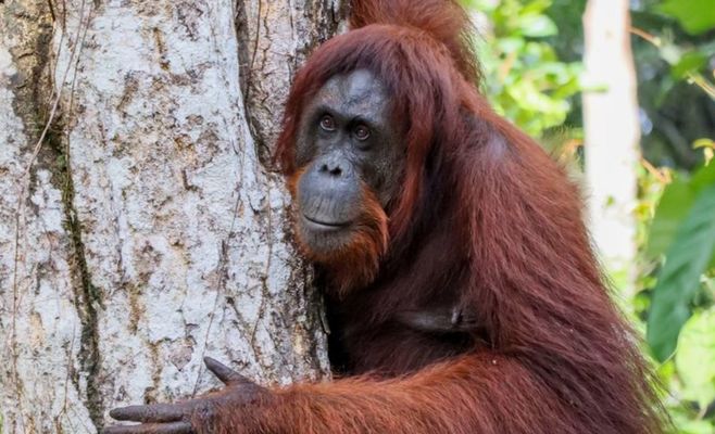 Eight Orangutans Rescued From Borneo Wildfires Released Into Protected Forest