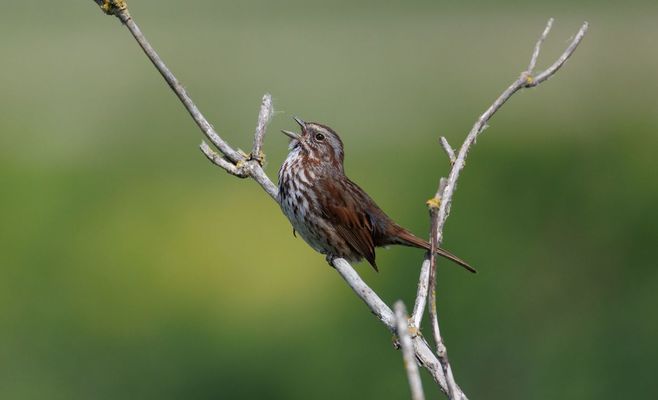 Учёные хотят вернуть птицам утраченные песни с помощью ИИ