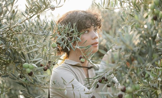 Settler Attacks Hit West Bank Olive Harvest: The Numbers Behind a Violent Season