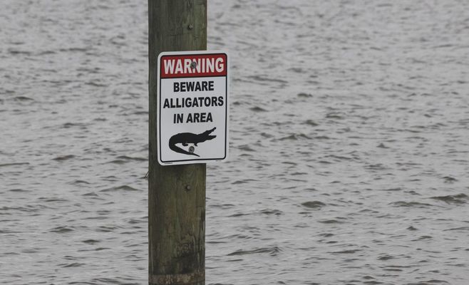 Lake Apopka Alligator Attack Is Florida's Second Fatal Case This Year