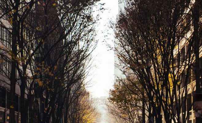 Брно разработало концепцию, которая поможет деревьям в центре города