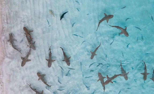 Busan Races to Guide a Tourist-Favorite Shark Out of a Canal After It Swims Back In