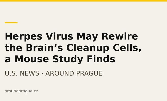 Herpes Virus May Rewire the Brain’s Cleanup Cells, a Mouse Study Finds