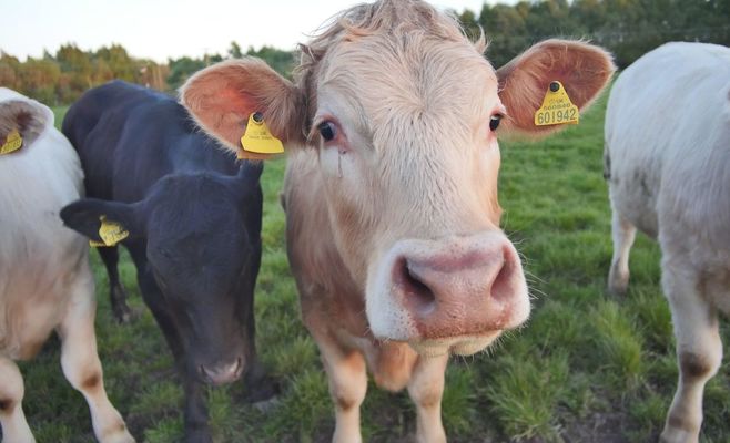 Shamonda Virus, Mainly a Livestock Disease, Is Found in a Human Patient in France