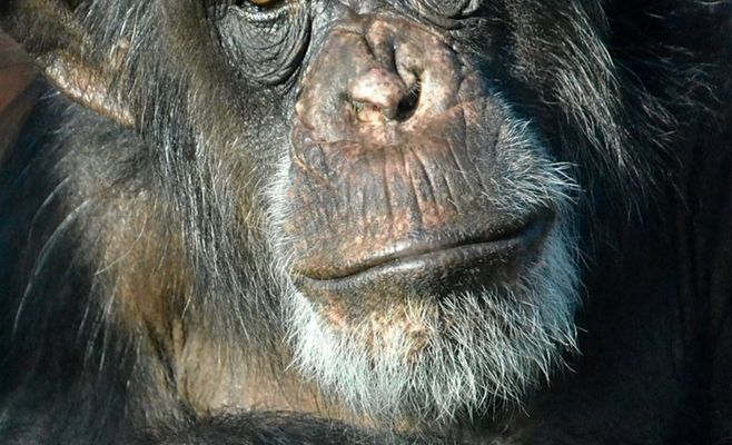 Ancient Virus Switched Off a Chimp Brain Gene Humans Still Use