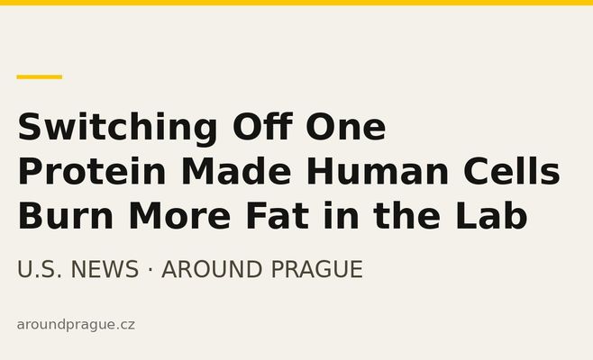 Switching Off One Protein Made Human Cells Burn More Fat in the Lab