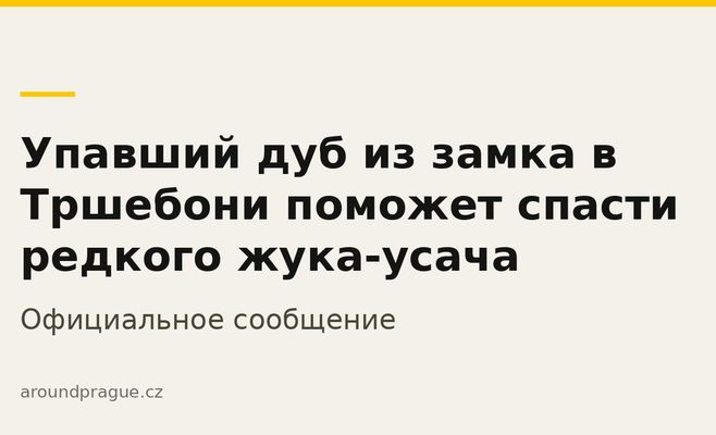 Упавший дуб из замка в Тршебони поможет спасти редкого жука-усача