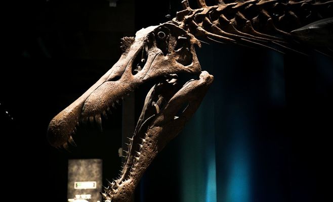 Rare Nanotyrannus Skeleton, Once Mistaken for Baby T. Rex, Goes on Sale in New York