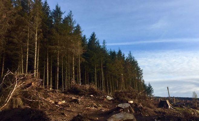 Finland Opens Criminal Probe Into Google Over Datacenter Forest Clearing