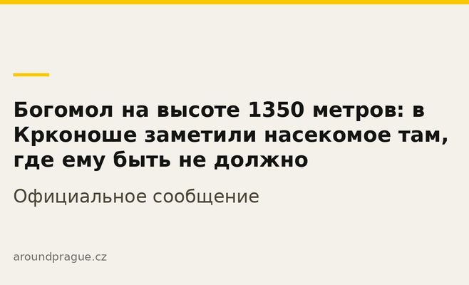 Богомол на высоте 1350 метров: в Крконоше заметили насекомое там, где ему быть не должно