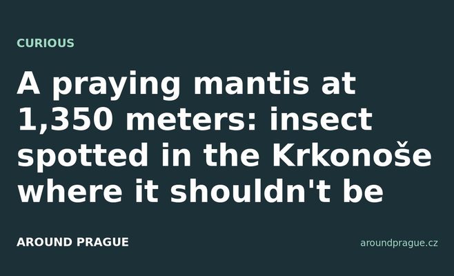 A praying mantis at 1,350 meters: insect spotted in the Krkonoše where it shouldn't be