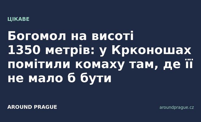 Богомол на висоті 1350 метрів: у Крконошах помітили комаху там, де її не мало б бути