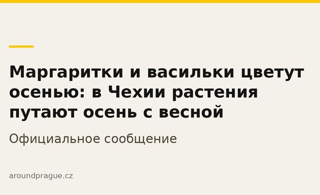 Маргаритки и васильки цветут осенью: в Чехии растения путают осень с весной