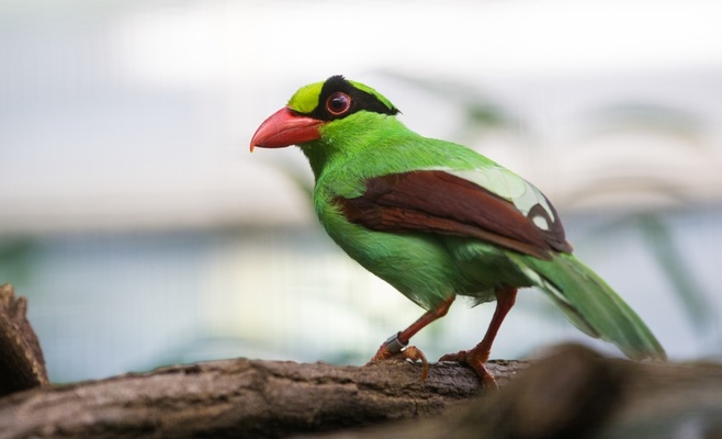 «Счастливые понедельники» в Пражском зоопарке