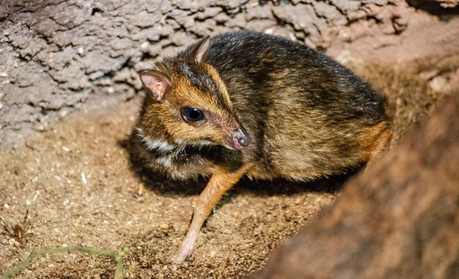 «Счастливые понедельники» в Пражском зоопарке