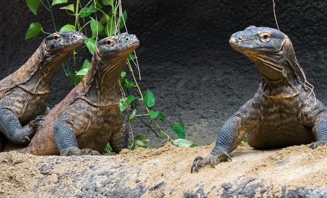 «Счастливые понедельники» в Пражском зоопарке