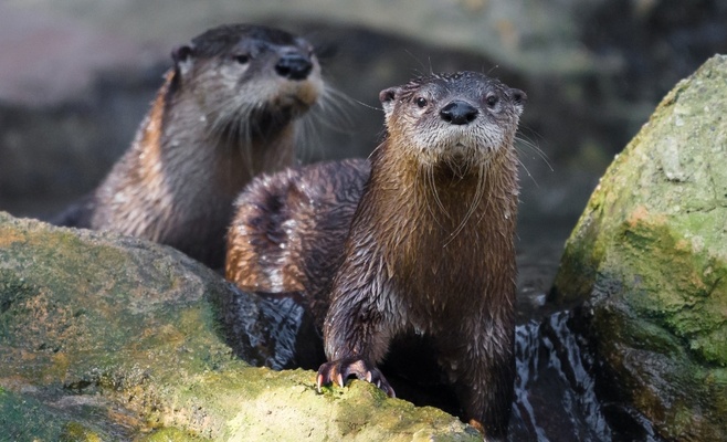 «Счастливые понедельники» в Пражском зоопарке