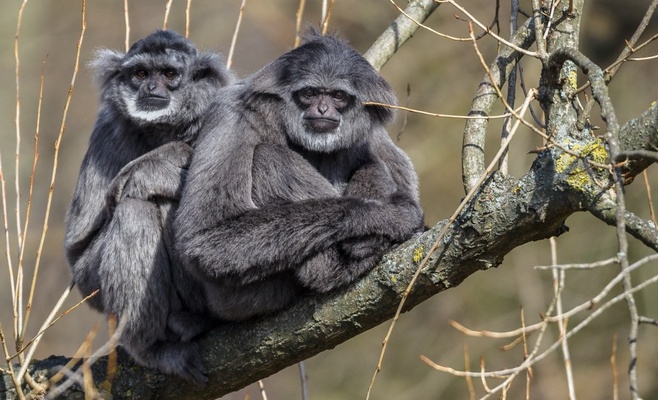 «Счастливые понедельники» в Пражском зоопарке