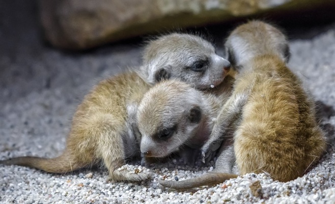 «Счастливые понедельники» в Пражском зоопарке