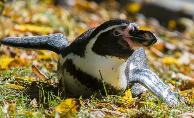 «Счастливые понедельники» в Пражском зоопарке