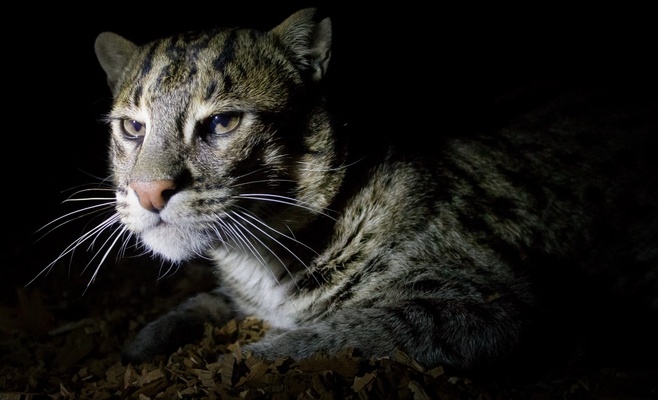 Вечерние экскурсии по Пражскому зоопарку