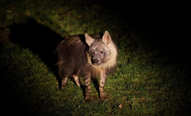 Вечерние экскурсии по Пражскому зоопарку