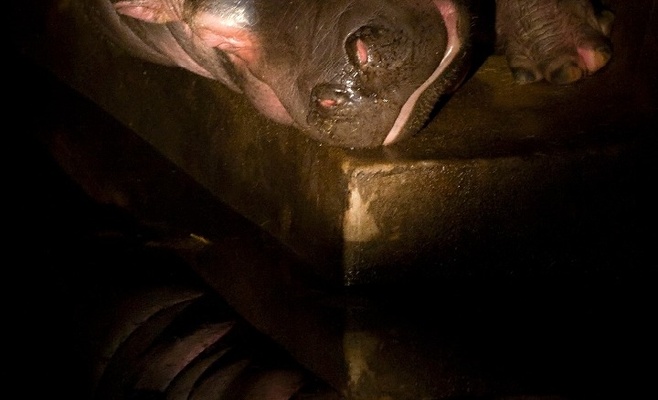 Вечерние экскурсии по Пражскому зоопарку